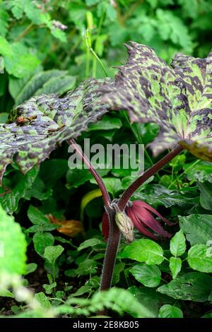 Podophyllum versipelle fleckig dotty, Blätter, Laub, rote Blume, rote Blumen, Blüte, Schatten, schattig, schattiert, RM Floral Stockfoto