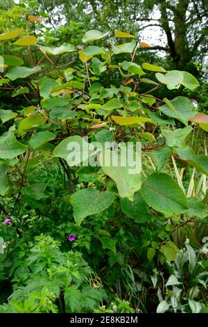 Populus glauca, Baum, Blätter, Laub, pollard, bestockt, Coppice, Coppiced, Baum, Bäume, Strauch, Sträucher, geeignet für Bestäubung, abgerundete weinrote junge Blätter, RM Stockfoto