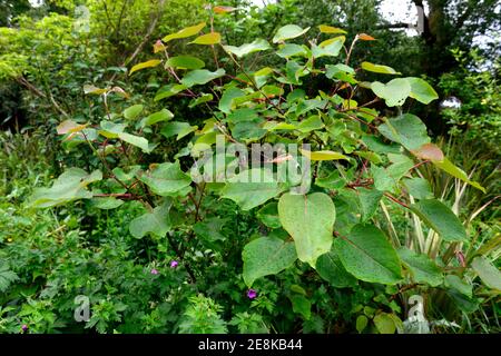 Populus glauca, Baum, Blätter, Laub, pollard, bestockt, Coppice, Coppiced, Baum, Bäume, Strauch, Sträucher, geeignet für Bestäubung, abgerundete weinrote junge Blätter, RM Stockfoto