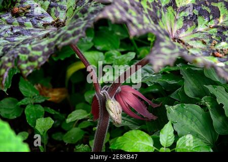 Podophyllum versipelle fleckig dotty, Blätter, Laub, rote Blume, rote Blumen, Blüte, Schatten, schattig, schattiert, RM Floral Stockfoto