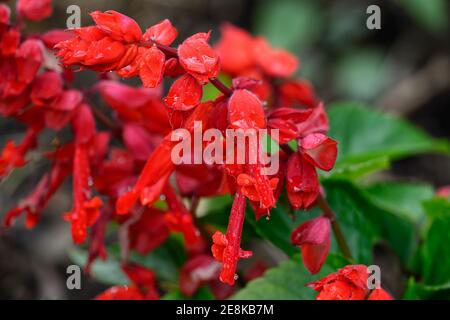 Salvia splendens Go-Go-Scharlach, Insalgosca, scharlachrote Blumen, blühend, rote Blume, Salbei, Weisen, Garten, Gärten, RM Floral Stockfoto