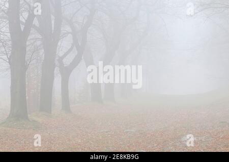 Bäume auf einer Gasse in Nebel gehüllt. Herbstlandschaft Stockfoto