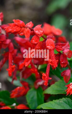 Salvia splendens Go-Go-Scharlach, Insalgosca, scharlachrote Blumen, blühend, rote Blume, Salbei, Weisen, Garten, Gärten, RM Floral Stockfoto