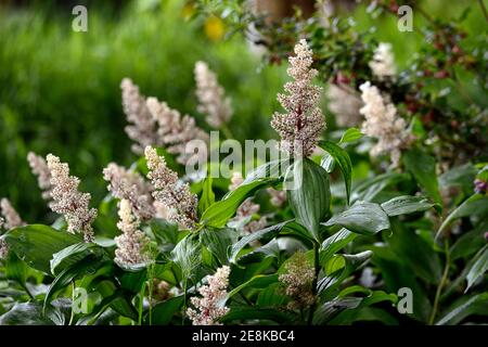 Smilacina racemosa, Maianthemum racemosa, Matteuccia, falsche solomons Dichtung, Blätter, Laub, weiße Blume raceme, Blumen, Schatten, schattig, schattig, Garten, Wald g Stockfoto