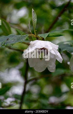 Magnolia wilsonii, Wilson Magnolia, Laubbaum, weiße Blumen, Blüte, Holz, Wald, Waldgarten, Frühlingsblüte, RM Floral Stockfoto Magnolia wilsonii, Wilson Magnolia, Laubbaum, weiße Blumen, Blüte, Holz, Wald, Waldgarten, Frühlingsblüte, RM Floral Stockfoto