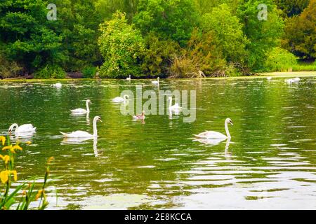 Schwäne am See Nottinghamshire, Großbritannien Stockfoto