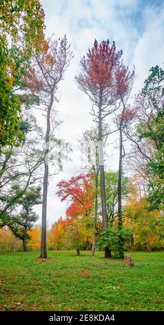 Wandern durch dichten Wald als Dschungel mit vielen verschiedenen Pflanzen wächst rund um Elbe kleinen Bach in Herbstfarben, Magdeburg, Deutschland Stockfoto