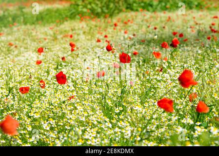 Roter Mohn auf einer Wiese mit viel weißen Gänseblümchen oder Kamille und kornblume in goldenes Sonnenlicht, Überfluß wilde Blume Hintergrund mit Kopie Raum, se Stockfoto