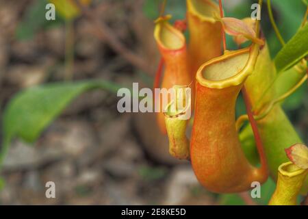 Tropische Kannenpflanzen oder Nepenthes mit Kopierraum. Stockfoto