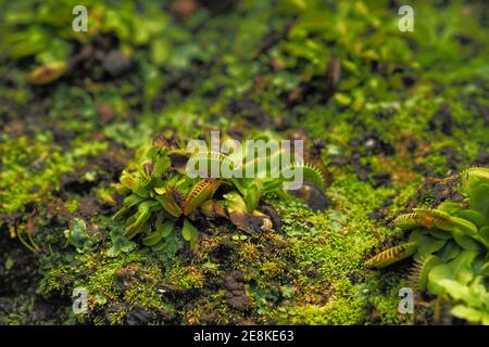 Weicher Fokus auf kleine Venusfliegenfalle oder Dionaea muscipula auf dem Boden mit Moos Stockfoto