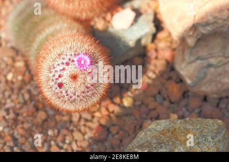 Mammillaria elongata und Baby Blume auf der Oberseite mit Stein auf Boden im Gewächshaus Stockfoto