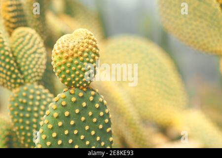 Opuntia microdasys oder Bunny Ears Kaktus im Garten Stockfoto