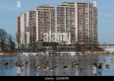 31. Januar 2021, Niedersachsen, Wolfsburg: Enten stehen auf einem teilweise gefrorenen Eisschild am Großen Schillerteich. Foto: Swen Pförtner/dpa Stockfoto