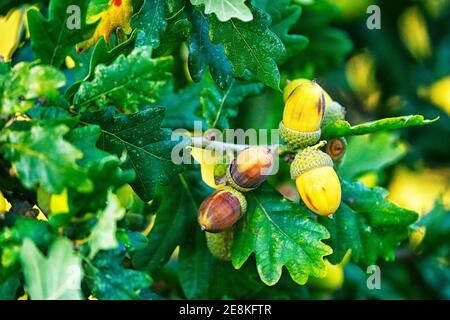Eicheln (Quercus) Frucht der Eiche im Frühherbst/ Fallen Stockfoto