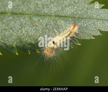 Junge Pale Tussock-Raupe (Calliteara pudibunda) auf Eberesche-Baumblatt. Tipperary, Irland Stockfoto