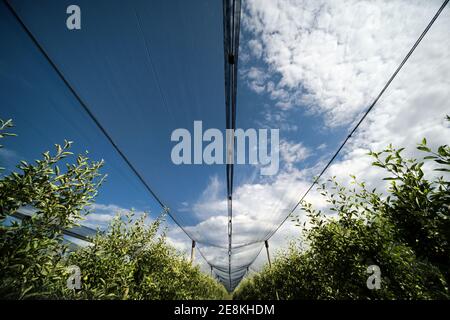 Schützendes Hagelnetz für den Schutz der Pflanzensicherheit Über Apfelbaum Obst Plantage Netting Stockfoto