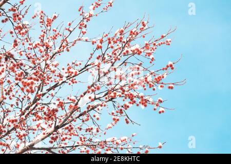 Süßes Kaugummi stachelige Früchte auf von Schnee bedeckten Ästen gegen blauen Himmel. Auch Liquidambar styraciflua, American storax, Haselkiefer, Bilsted, Rotgummi genannt Stockfoto