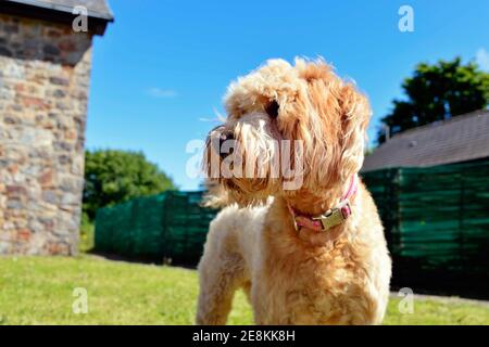 Minatare Labradoodle Nahaufnahme Stockfoto