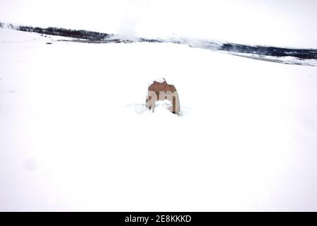 Das große Geysir Steinschild vor dem Geysir Stockfoto