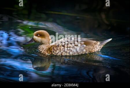 Eine marmorierte Ente schwimmt entlang eines kleinen Teiches im Palm Beach Zoo. Stockfoto