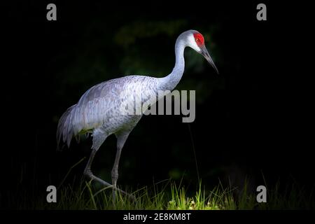 Ein schöner Sandhill Crane ist in wunderschönen Beleuchtung bei Sonnenuntergang in Süd-Florida gefangen. Stockfoto