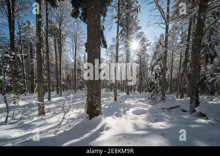 Schwarzwald Deutschland im Winter scheint die Sonne durch den Wald. Stockfoto