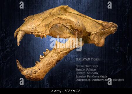 Ein malaiischer Tiger Schädel vor einem strukturierten blauen Hintergrund zusammen mit einigen wissenschaftlichen Fakten über das Tier gesetzt. Stockfoto