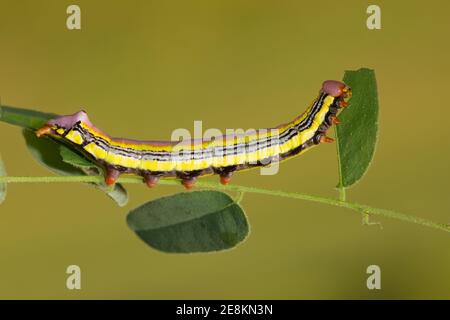 WESTERN legume prominent Moth Larva Tag 21, Dasylophia seriata, Notodontidae. Länge 45 mm. Fütterung von Neumexikanischer Heuschrecke, Robinia neomexicana. Gebildet Stockfoto