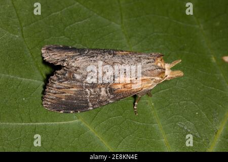 Prominente Motte, Dasylophia seriata, Notodontidae. Entstanden 9-12-14. Vorderlänge 21 mm. Larve ernährte sich von Neumexiko-Heuschrecke, Robinia neomexicana. Erwachsener i Stockfoto