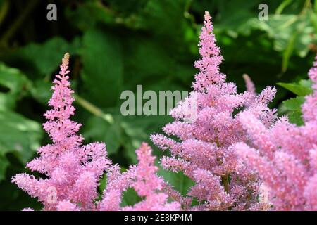 Astilbe rosa 'Rheinland' in Blüte in den Sommermonaten Stockfoto