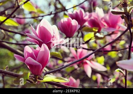 Die Blüte der Magnolie 'Ian's Red' im Frühlingssonne Stockfoto