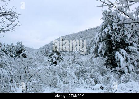 Schnee hängt schwer auf Bäumen im ländlichen Norden von Pennsylvania, USA Stockfoto