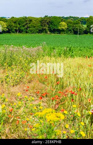 Mohn Felder, Weizen und Mais Pflanzungen an schönen Sommertag Englische Landschaft, Walmer Stadt Umgebung, Kent, Großbritannien Stockfoto