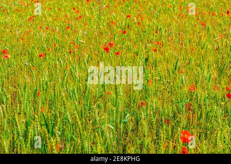 Mohn Felder, Weizen und Mais Pflanzungen an schönen Sommertag Englische Landschaft, Walmer Stadt Umgebung, Kent, Großbritannien Stockfoto