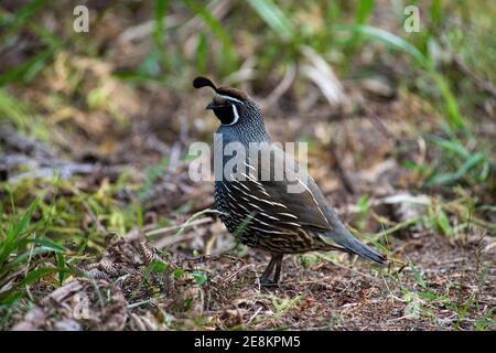 California Wachtel, Callipepla californica, Neuseeland Stockfoto