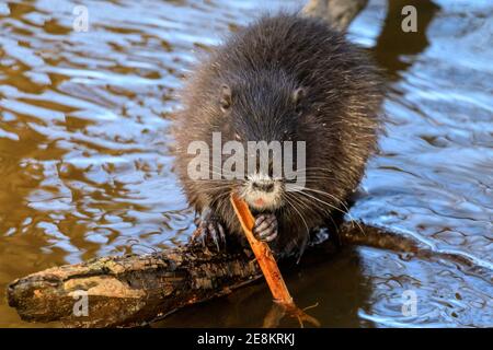 Haltern am See, NRW, Deutschland. Januar 2021. Ein Baby-Coypu (Myocastor coypus), auch Nutria oder Biberratte genannt, knabbert auf einem Bambusstamm, den es gefunden hat. Die vier Jungtiere sind nun rund vier Monate alt und gehören zu einer Familie wilder Koypus, die im letzten Sommer ihre Höhlen am Halterner See gemacht haben. Ursprünglich aus Südamerika, werden die semiacquatischen Pflanzenfresser heute oft in Europa gesichtet. Kredit: Imageplotter/Alamy Live Nachrichten Stockfoto