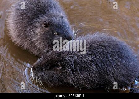 Haltern am See, NRW, Deutschland. Januar 2021. Zwei Babykoypus (Myocastor coypus), auch Nutria oder Biberratte genannt, suchen das Wasser nach abgeworfenen Eicheln und Pflanzenwurzeln, sie sind jetzt völlig unabhängig von ihrer Mutter. Die vier Jungtiere sind nun rund vier Monate alt und gehören zu einer Familie wilder Koypus, die im letzten Sommer ihre Höhlen am Halterner See gemacht haben. Ursprünglich aus Südamerika, werden die semiacquatischen Pflanzenfresser heute oft in Europa gesichtet. Kredit: Imageplotter/Alamy Live Nachrichten Stockfoto