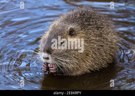 Haltern am See, NRW, Deutschland. Januar 2021. Ein Baby-Coypu (Myocastor coypus), auch Nutria oder Biberratte genannt, knabert auf Eicheln, die es gefunden hat. Die vier Jungtiere sind nun rund vier Monate alt und gehören zu einer Familie wilder Koypus, die im letzten Sommer ihre Höhlen am Halterner See gemacht haben. Ursprünglich aus Südamerika, werden die semiacquatischen Pflanzenfresser heute oft in Europa gesichtet. Kredit: Imageplotter/Alamy Live Nachrichten Stockfoto