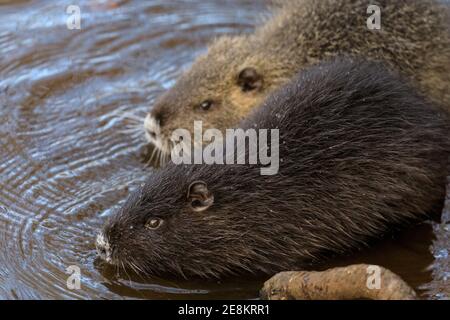 Haltern am See, NRW, Deutschland. Januar 2021. Zwei flauschige Babykoypus (Myocastor coypus), auch Nutria oder Biberratte genannt, suchen das Wasser nach abgeworfenen Eicheln und Pflanzenwurzeln, sie sind jetzt völlig unabhängig von ihrer Mutter. Die vier Jungtiere sind nun rund vier Monate alt und gehören zu einer Familie wilder Koypus, die im letzten Sommer ihre Höhlen am Halterner See gemacht haben. Ursprünglich aus Südamerika, werden die semiacquatischen Pflanzenfresser heute oft in Europa gesichtet. Kredit: Imageplotter/Alamy Live Nachrichten Stockfoto