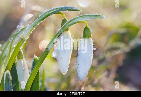 Wechsel der Jahreszeiten: Schneeglöckchen, Galanthus nivalis, bedeckt mit Eiskristallen Stockfoto