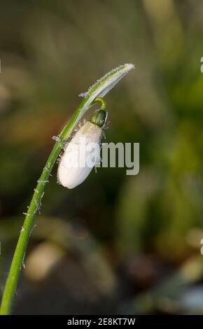 Wechsel der Jahreszeiten: Schneeglöckchen, Galanthus nivalis, bedeckt mit Eiskristallen Stockfoto