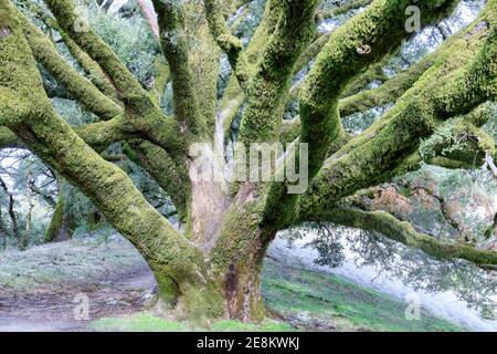 Old-Growth Canyon Live Oak über Ancient Oaks Trail Stockfoto