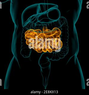 Dünndarm 3D Illustration Human Digestive System Anatomie für medizinisches Konzept Stockfoto