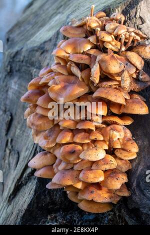 Kleine braune Pilze, die wandelbaren Pholiota, Kühneromyces mutabilis, wachsen im Januar auf einem Baumstumpf. Stockfoto