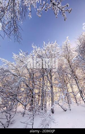 Straße in einem verschneiten Wald in den Bergen in der Lombardei, Italien. Stockfoto