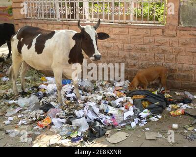 Eine Kuh und ein Hund suchen Futter in Der Müll Stockfoto