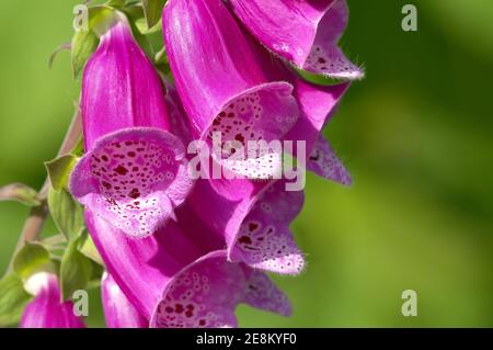 Nahaufnahme eines tiefrossem Fuchshandschuhs (Digitalis purpurea). Stockfoto