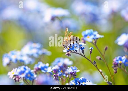 Eine westliche Honigbiene (APIs mellifera) Auf einer Vergissmeinnicht-Blume (Myosotis) Stockfoto