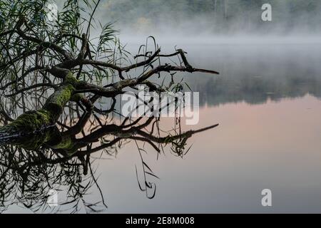 Herbststimmung am Küchensee in der Nähe der Stadt Ratzeburg in Norddeutschland. Nebel steigt auf und der tote Baumstamm spiegelt sich im Spiegel-Smo wider Stockfoto