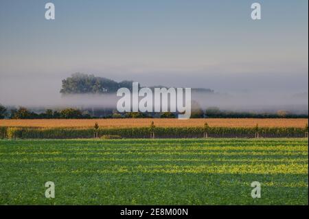 Herbstnebel schwebt über dem Maisfeld und umhüllt die Bäume in ihr graues Kleid. Stockfoto